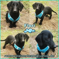 Flori Collage