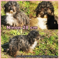 Ninon Collage