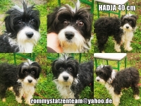 Hadja Collage