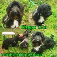 Chapo Collage