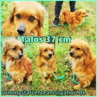 Talos Collage