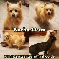 Nacho Collage