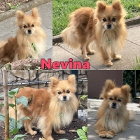 Nevina Collage