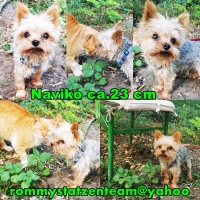 Naviko Collage