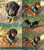 Vitus Collage
