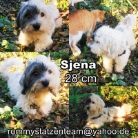 Sjena Collage