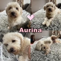 Aurina Collage