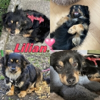 Lilia Collage