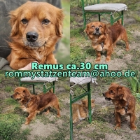 Remus Collage