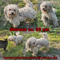 Shireen Collage