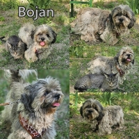 Bojan Collage