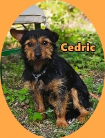 Cedric5