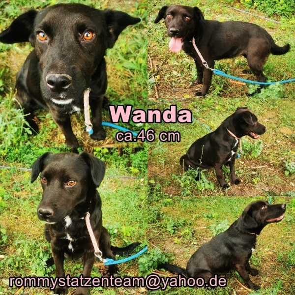 Wanda