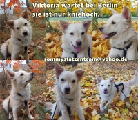 Viktoria Collage neu