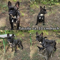 Tassilo Collage