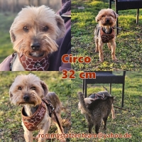 Circo Collage