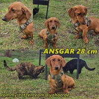 Ansgar Collage