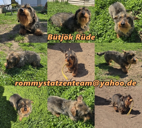 Bütjök ist vermittelt