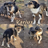 Varius Collage neu