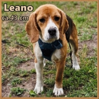 Leano2