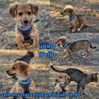 Ukko Collage