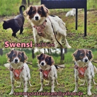 Swensi Collage