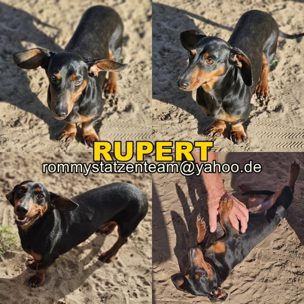 Rupert ist reserviert