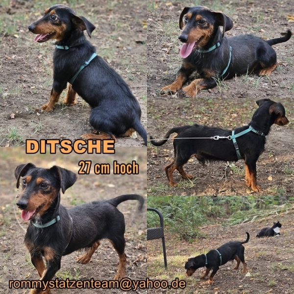 Ditsche ist vermittelt