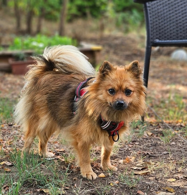 Minzou ist vermittelt