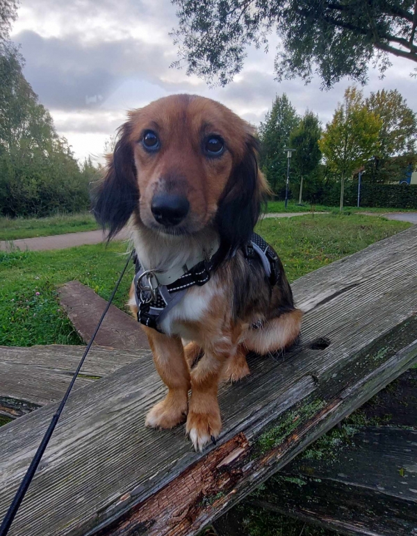 Sandia ist vermittelt