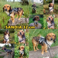 Sandia Collage2
