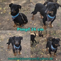 Pimpf Collage