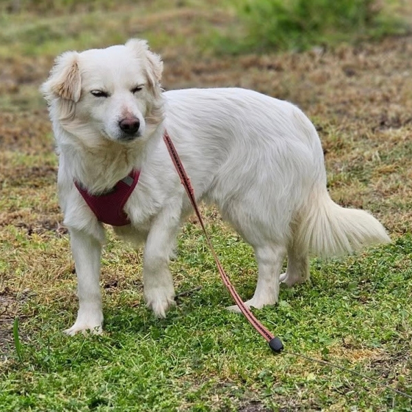 Keona ist vermittelt