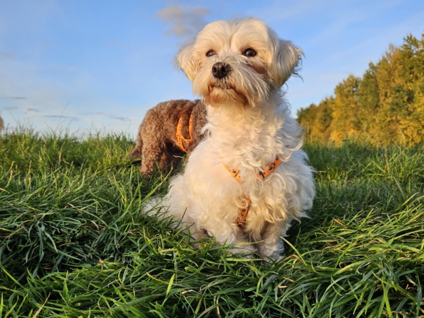 Tinba ist reserviert