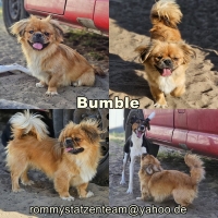 Bumble Collage
