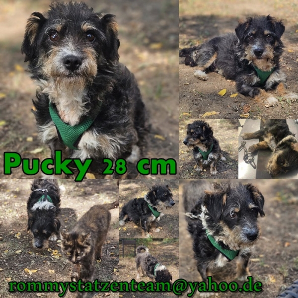 Pucky ist vermittelt