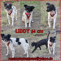 Liddy Collage