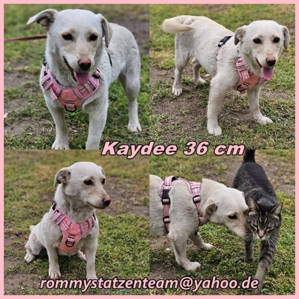 Kaydee ist vermittelt