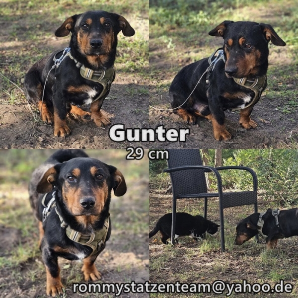 Gunter