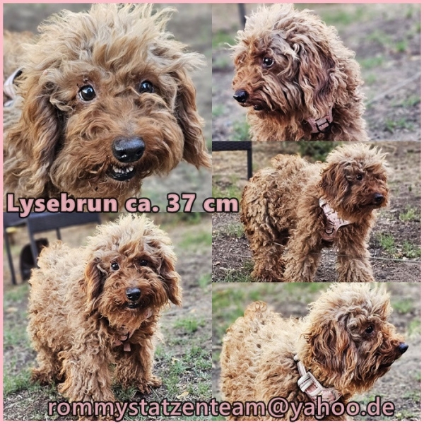 Lysebrun ist vermittelt