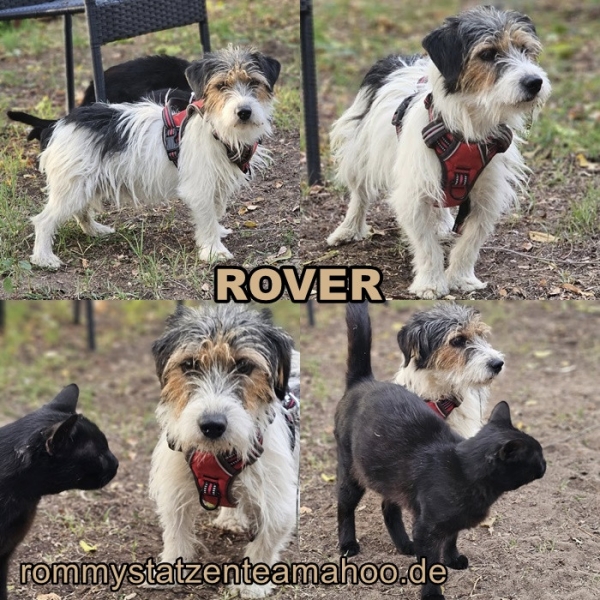 Rover