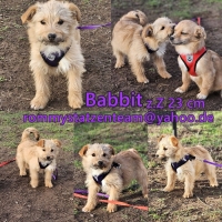 Babbit Collage