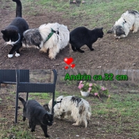 Andrin Katze Collage