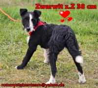 Zwarwit2
