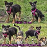 Tilly Collage Tilly