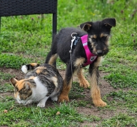 Tilly und Katze2