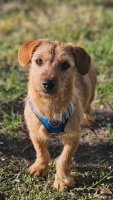 Wendel4 Wendel