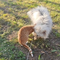 Daro Katze