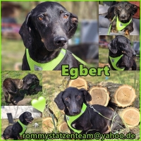 Egbert Collage Egbert