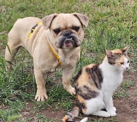 Tammo Katze2